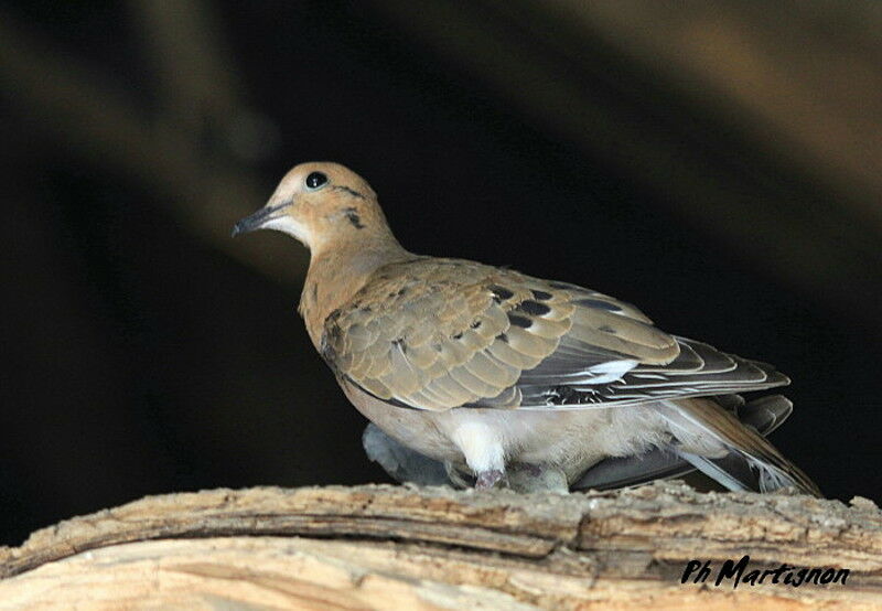 Zenaida Dove