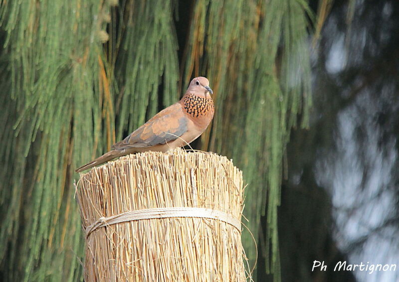 Tourterelle maillée, identification