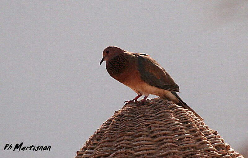 Tourterelle maillée, identification