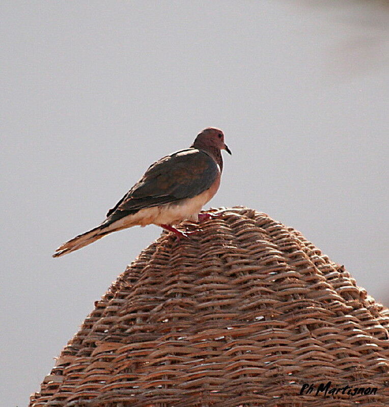 Tourterelle maillée, identification