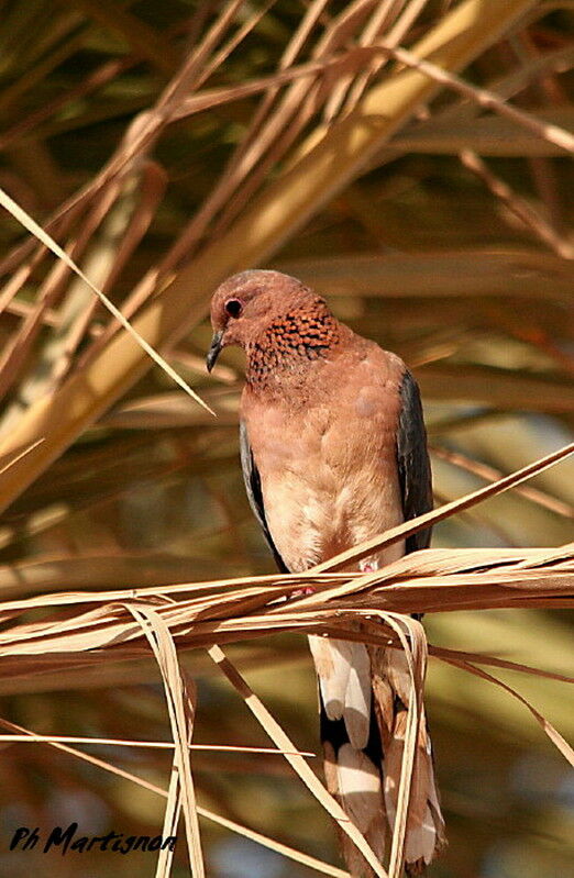 Laughing Dove, identification