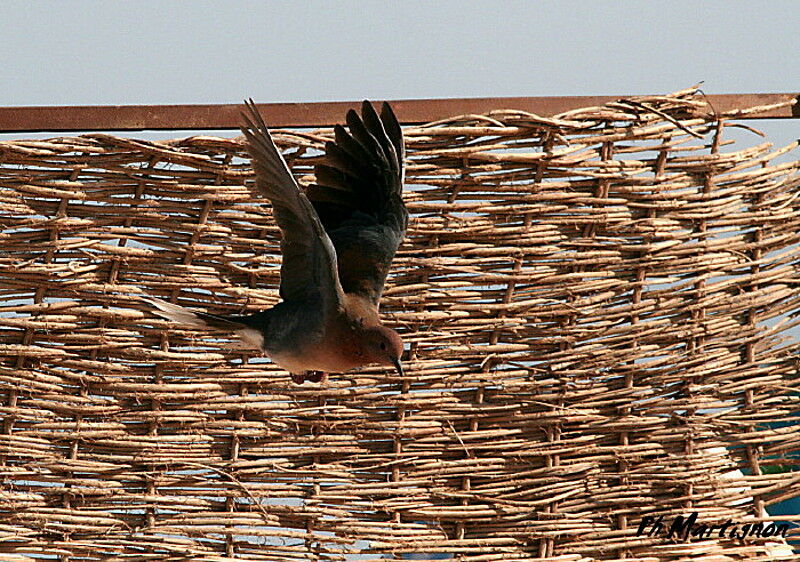 Laughing Dove, Flight