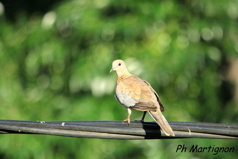 Tourterelle maillée, identification