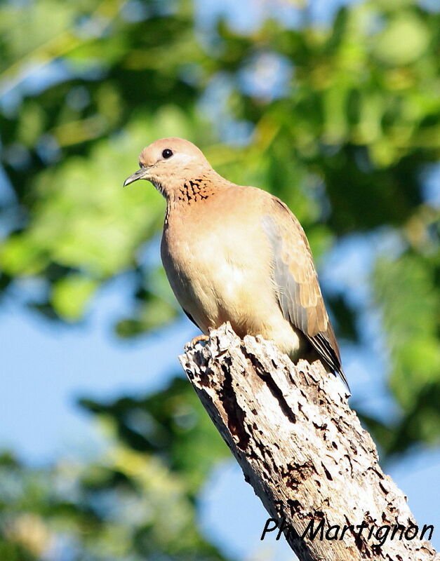 Laughing Dove, identification