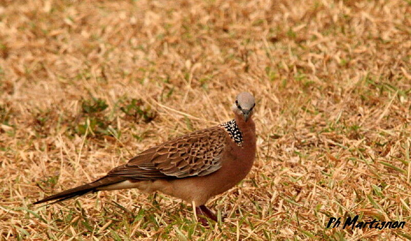 Spotted Dove, identification