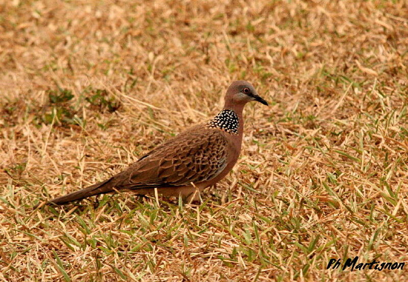 Spotted Dove, identification