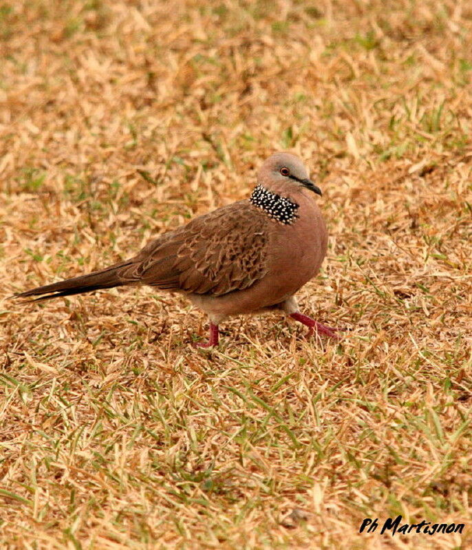 Tourterelle tigrine, identification