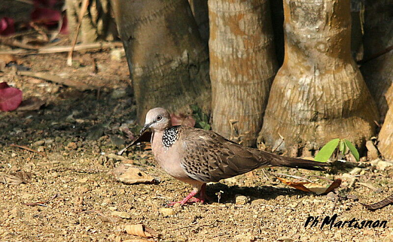 Spotted Dove