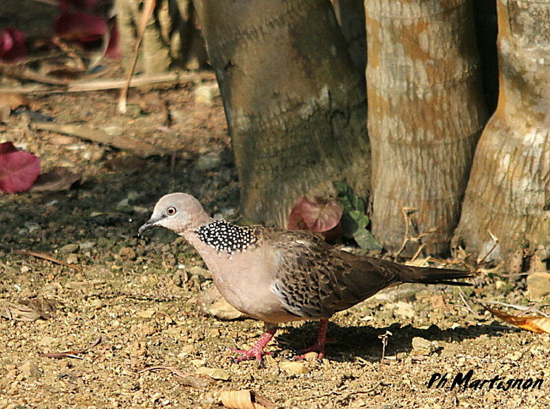 Spotted Dove