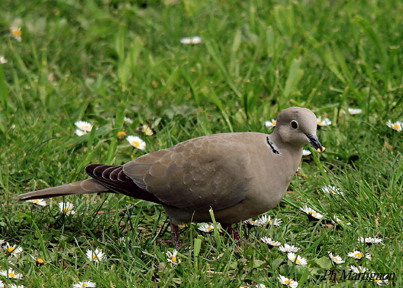 Tourterelle turque, identification