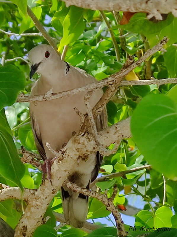 Eurasian Collared Dove, identification