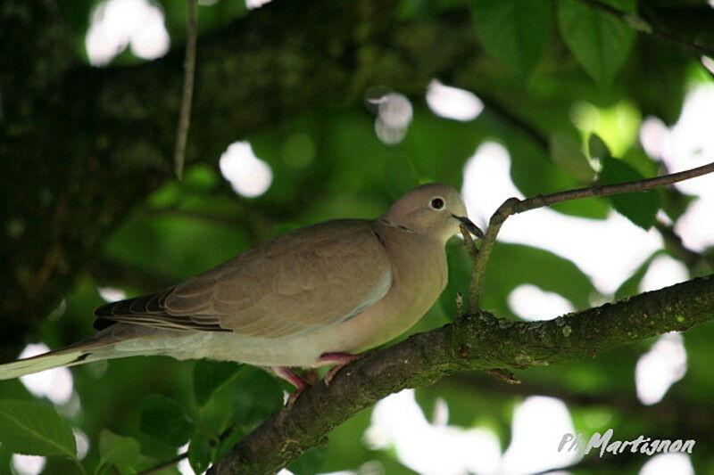 Tourterelle turque, identification