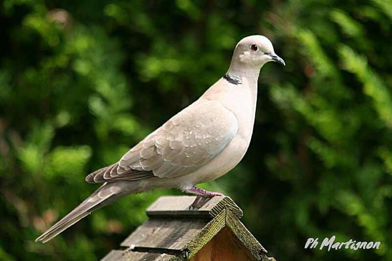 Eurasian Collared Dove, identification