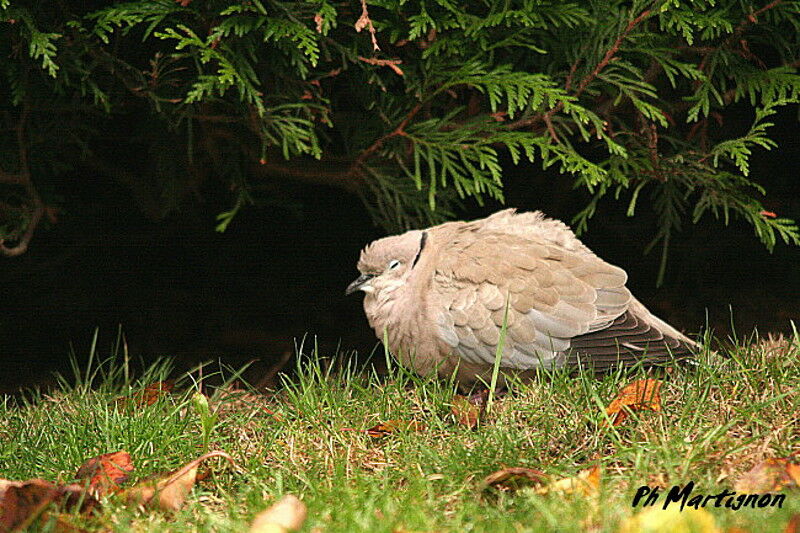 Tourterelle turque, identification