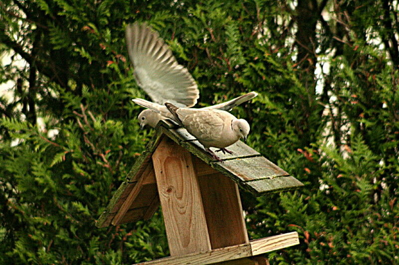 Eurasian Collared Dove, identification, Behaviour