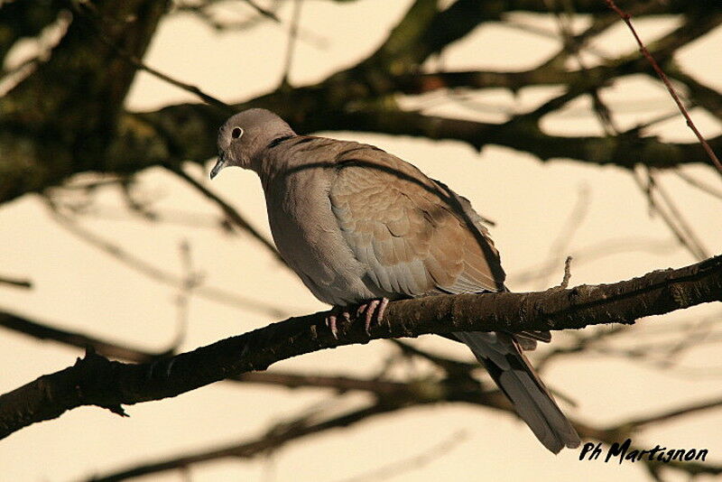 Eurasian Collared Dove, identification