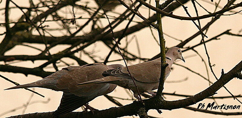 Eurasian Collared Dove, identification