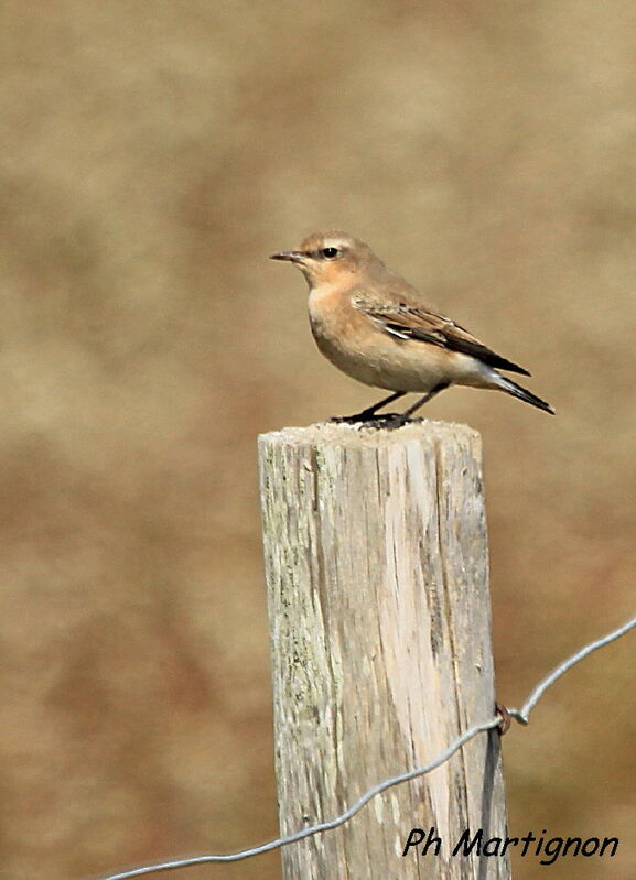 Northern Wheatear female adult, identification