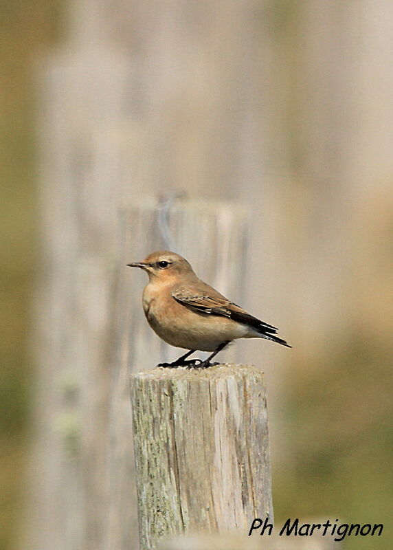 Northern Wheatear female adult, identification