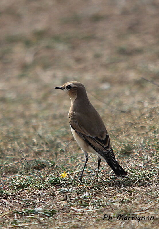 Northern Wheatear female, close-up portrait