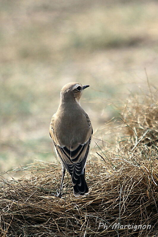 Traquet motteux femelle, identification