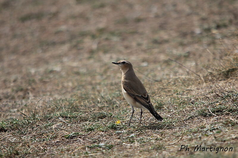 Northern Wheatear female, identification