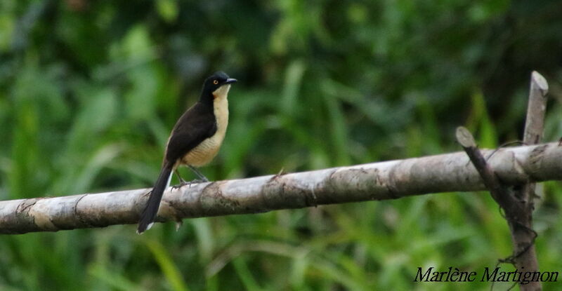 Black-capped Donacobius, identification