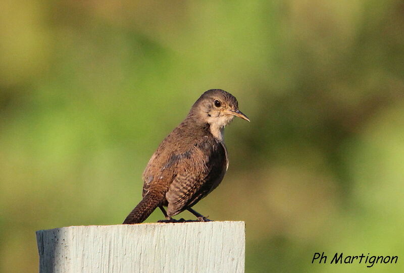 Southern House Wren, identification