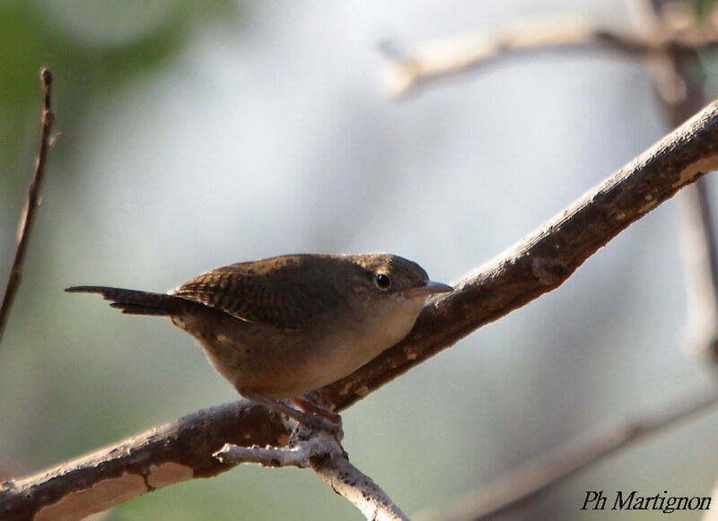 Troglodyte austral, identification