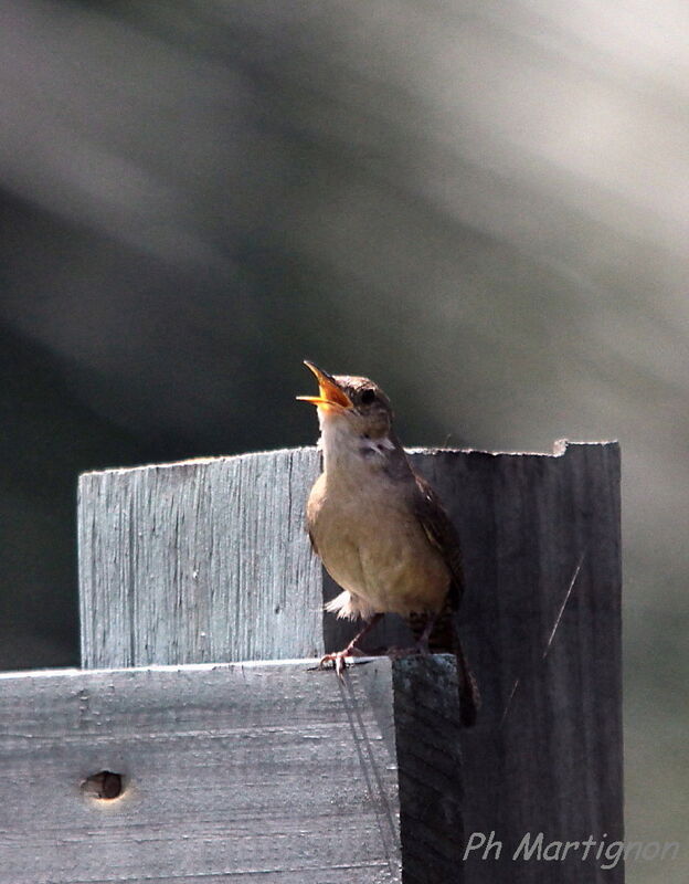 Southern House Wren, identification