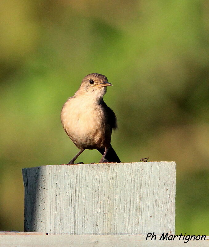 Troglodyte austral, identification