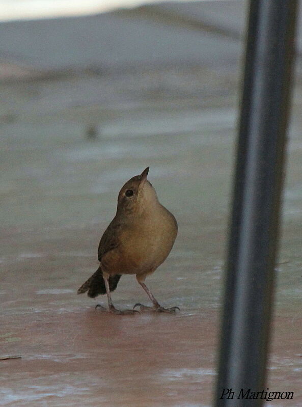 Southern House Wren, identification