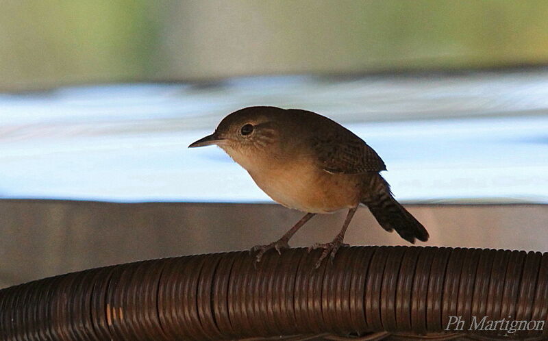 Troglodyte austral, identification