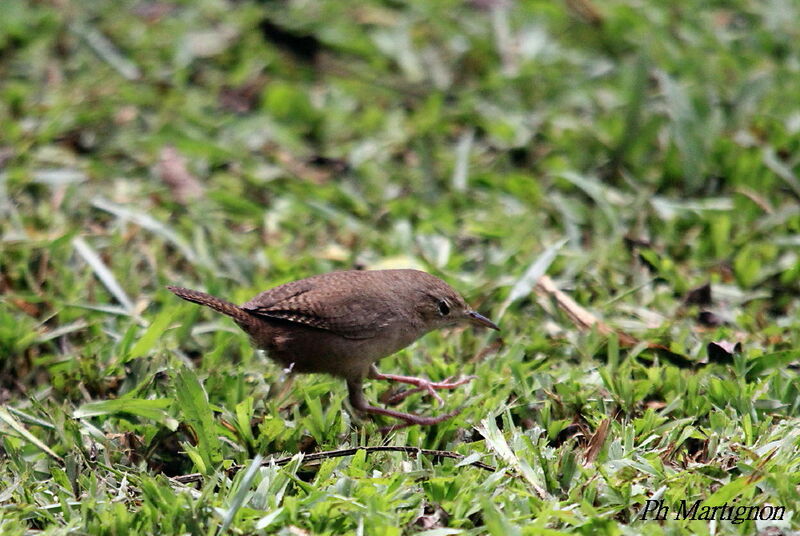 Troglodyte austral