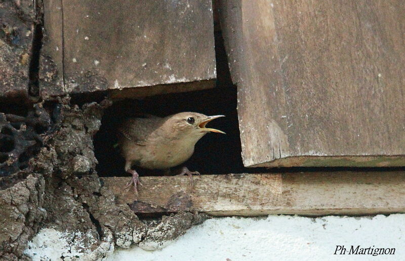 Troglodyte austral