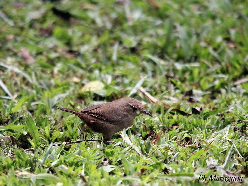 Southern House Wren