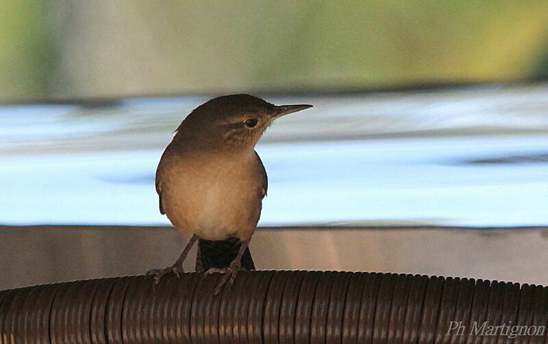 Troglodyte austral, identification