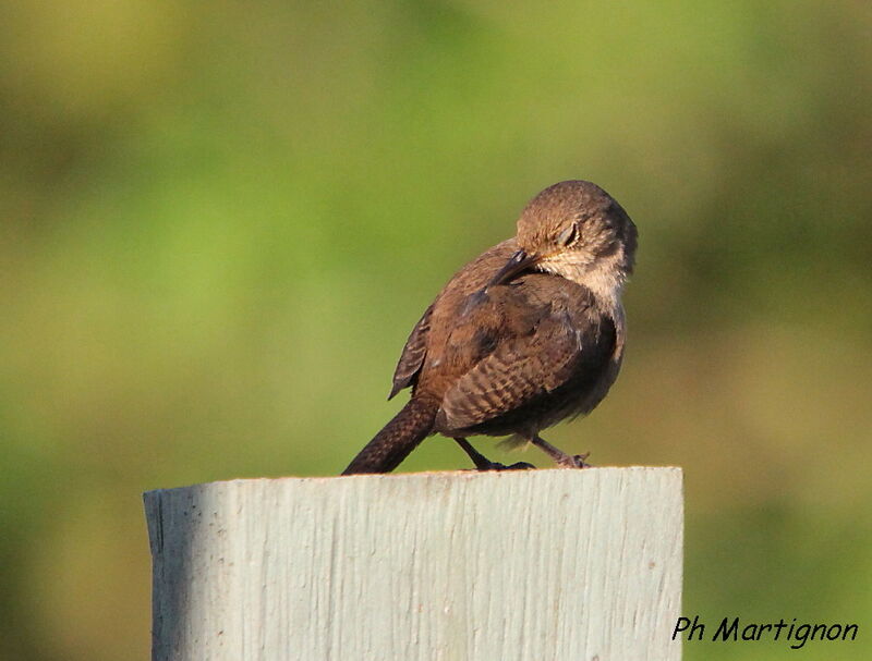 Southern House Wren, Behaviour