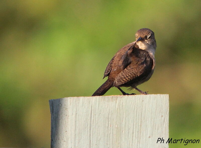 House Wren, identification