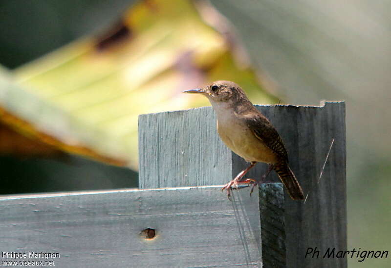 House Wrenadult, identification, Reproduction-nesting