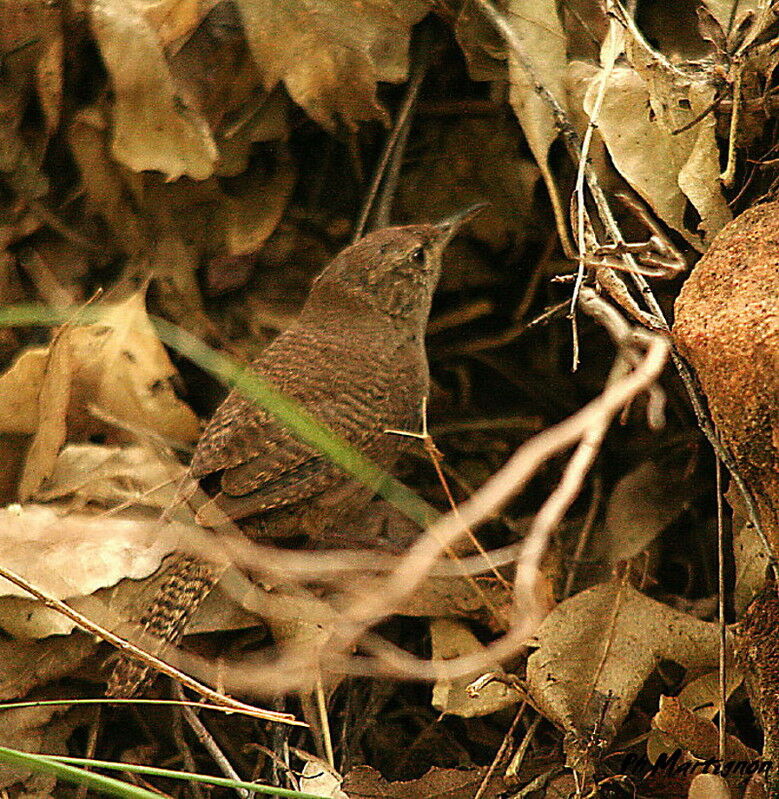 House Wren