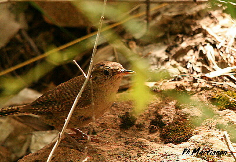 House Wren