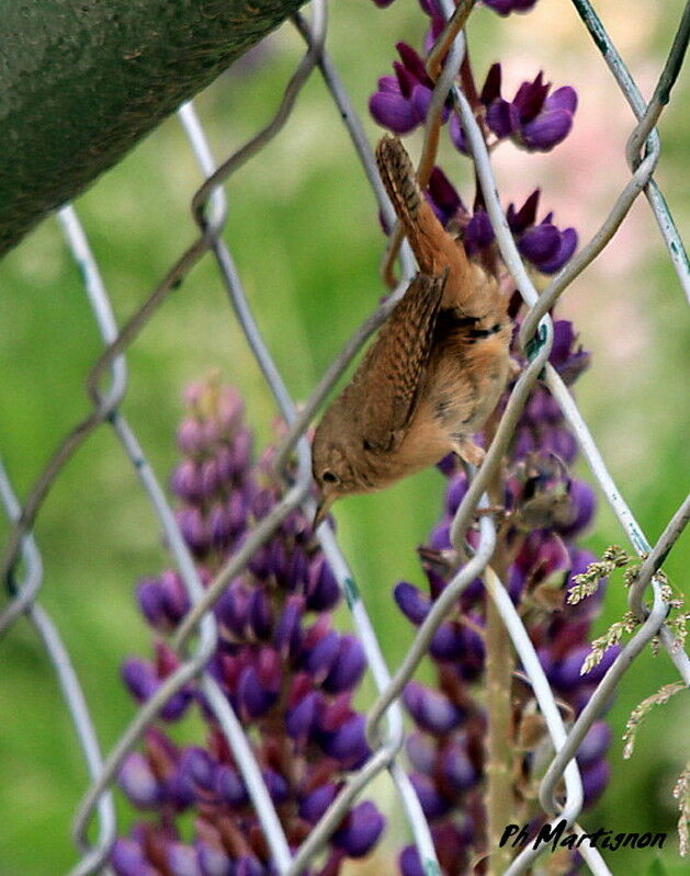 House Wren