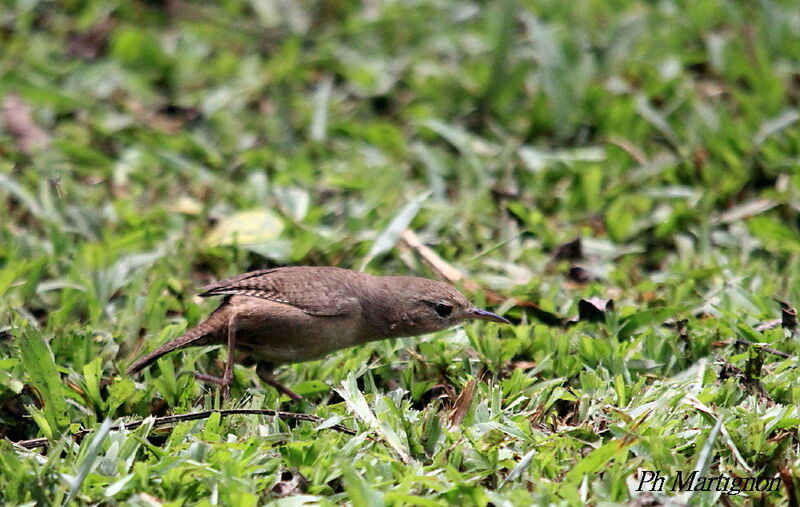 House Wren