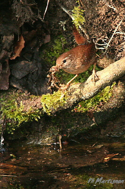 Eurasian Wren, Behaviour