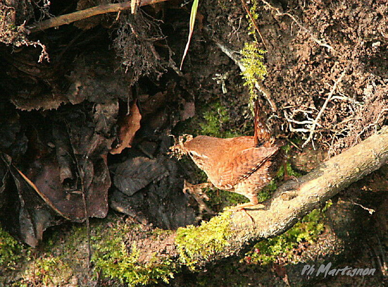 Eurasian Wren, Behaviour