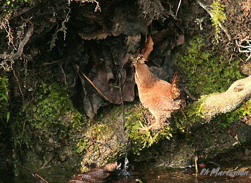 Eurasian Wren, Behaviour