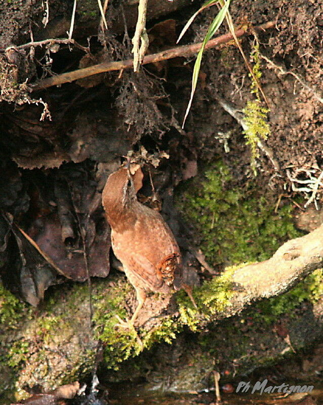 Troglodyte mignon, Comportement