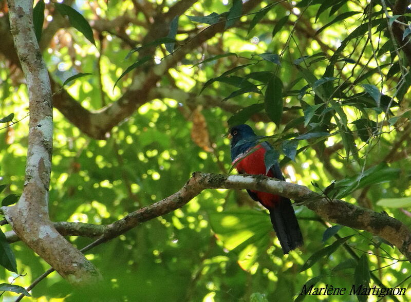 Trogon à queue noire, identification