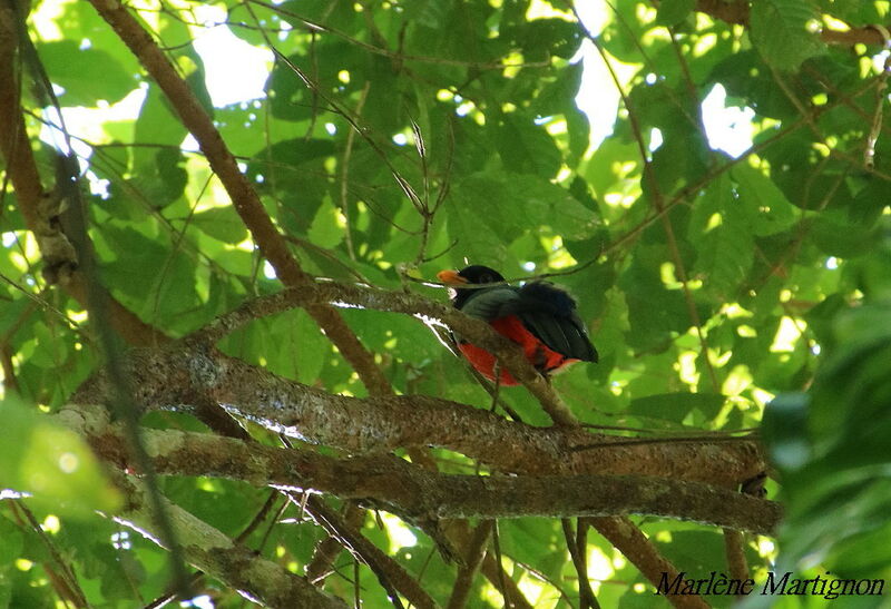 Trogon à queue noire